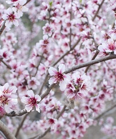 almendro_en_flor almendro_en_flor