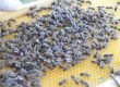 apicultura el arte de la extracción de miel