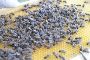 apicultura el arte de la extracción de miel